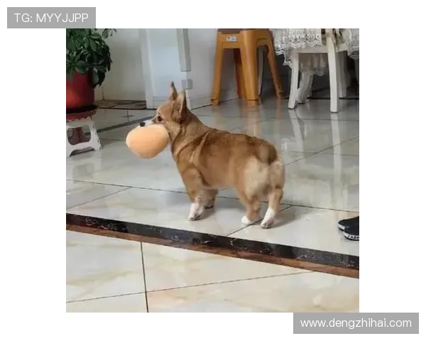 养狗的足球明星们如何在绿茵场上与爱犬共度快乐时光